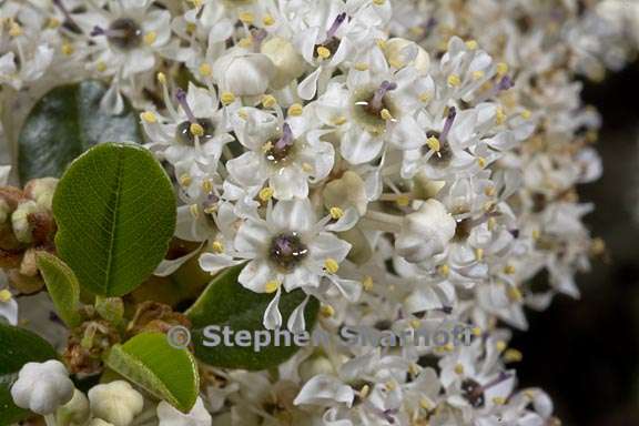 ceanothus megacarpus 3 graphic